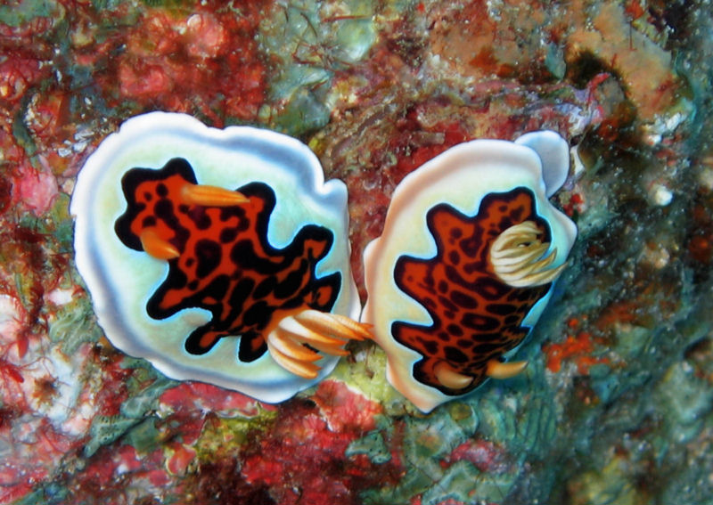 Chromodoris gleniei